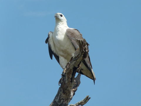 1 Day Corroboree Billabong Wetland Experience Including 2.5 Hour Cruise + Lunch - Tweed Heads Accommodation 2