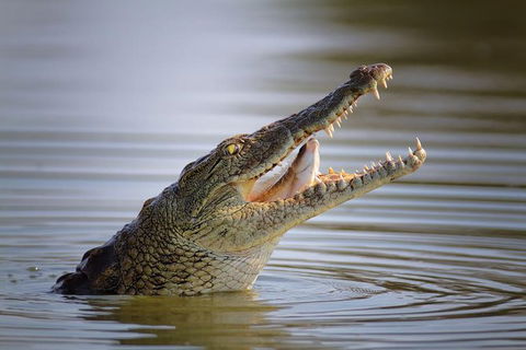 3 Day 4WD Dragonfly Dreaming Top End Safari - Tweed Heads Accommodation 12