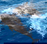 Port Stephens Day Tour From Sydney Including 4WD Sandboarding and Dolphins - Tweed Heads Accommodation