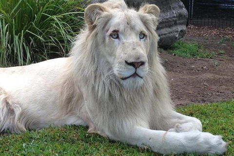 Private Shoalhaven Zoo Experience From Sydney - Tweed Heads Accommodation 1