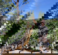 Private Shoalhaven Zoo Experience from Sydney - Tweed Heads Accommodation