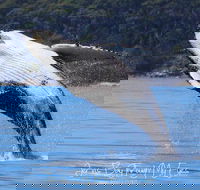 Whale Watching Jervis Bay - Tweed Heads Accommodation