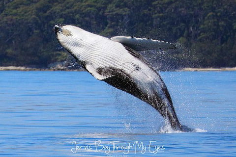 Whale Watching Jervis Bay - Tweed Heads Accommodation 0