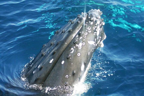 Whale Watching Jervis Bay - Tweed Heads Accommodation 3