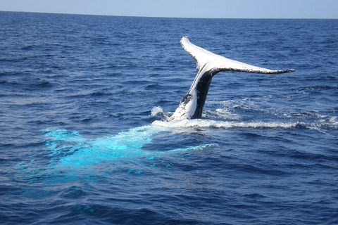 Whale Watching Jervis Bay - Tweed Heads Accommodation 7