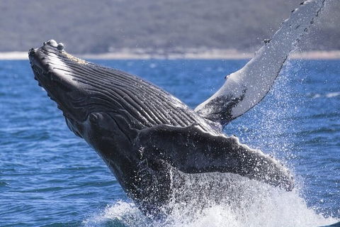 Whale Watching Jervis Bay - Tweed Heads Accommodation 2