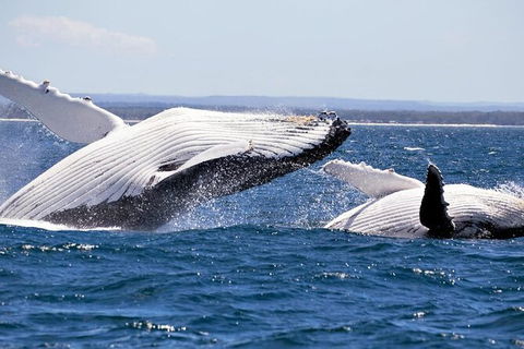 Whale Watching Jervis Bay - Tweed Heads Accommodation 4