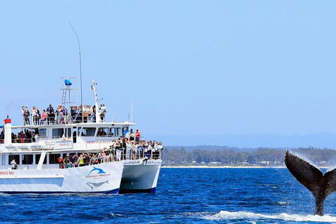 Whale Watching Jervis Bay - Tweed Heads Accommodation 6