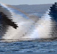 Jervis Bay Whale Watching Tour - Tweed Heads Accommodation