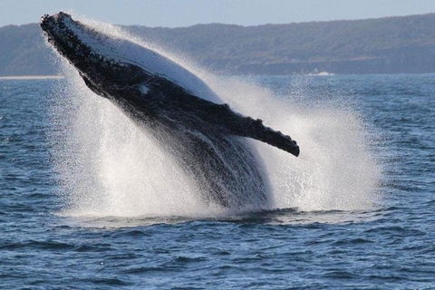 Jervis Bay Whale Watching Tour - Tweed Heads Accommodation 0