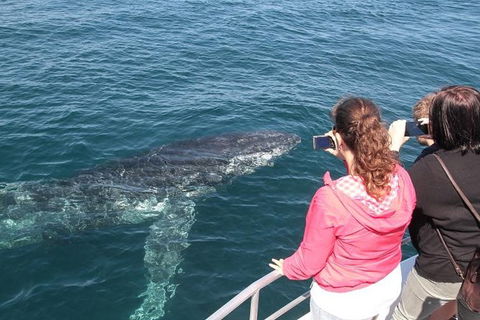 Jervis Bay Whale Watching Tour - Tweed Heads Accommodation 9