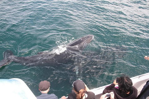 Jervis Bay Whale Watching Tour - Tweed Heads Accommodation 12
