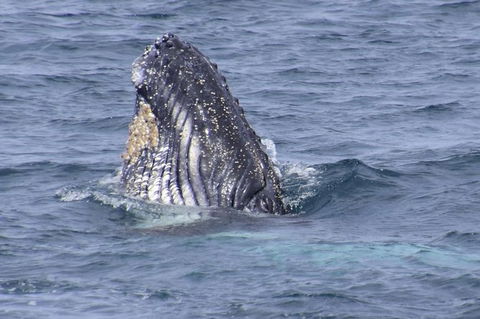 Jervis Bay Whale Watching Tour - Tweed Heads Accommodation 4