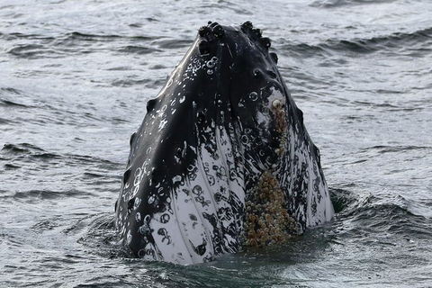 Jervis Bay Whale Watching Tour - Tweed Heads Accommodation 7
