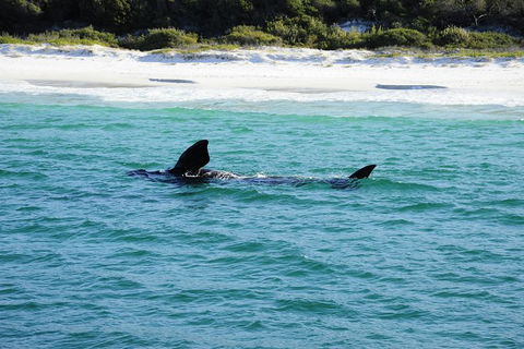 Jervis Bay Whale Watching Tour - Tweed Heads Accommodation 5
