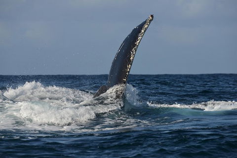 Jervis Bay Whale Watching Tour - Tweed Heads Accommodation 8