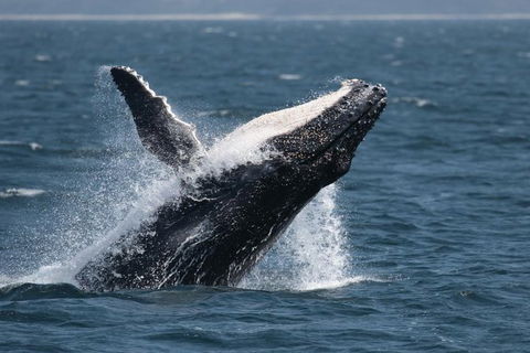 Jervis Bay Whale Watching Tour - Tweed Heads Accommodation 10