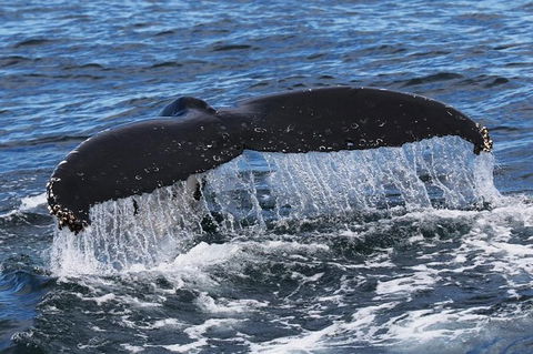 Jervis Bay Whale Watching Tour - Tweed Heads Accommodation 6