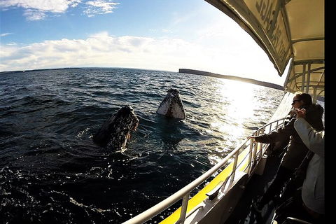 Jervis Bay Whale Watching Tour - Tweed Heads Accommodation 3