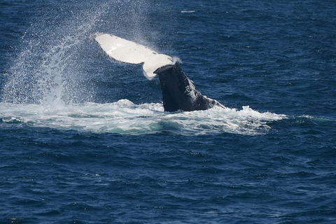 Jervis Bay Whale Watching Tour - Tweed Heads Accommodation 11
