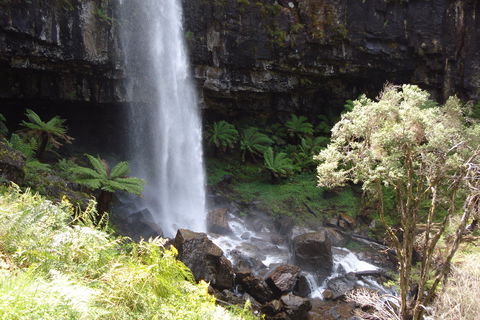 Bindaree Falls - Tweed Heads Accommodation 1