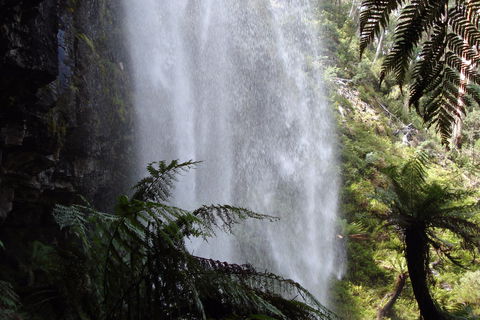 Bindaree Falls - Tweed Heads Accommodation 2