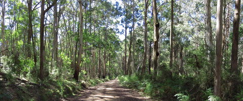 Blue Range Camping And Picnic Area - Tweed Heads Accommodation 2
