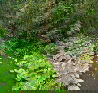Brindle Creek Walking Track - Tweed Heads Accommodation