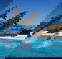 Dolphin Marine Conservation Park - Tweed Heads Accommodation