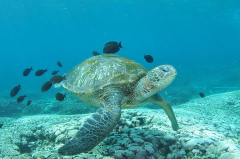 Flinders Reef Dive Site - Tweed Heads Accommodation 0
