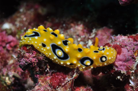 Flinders Reef Dive Site - Tweed Heads Accommodation 1
