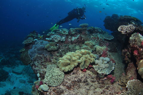 Flinders Reef Dive Site - Tweed Heads Accommodation 2