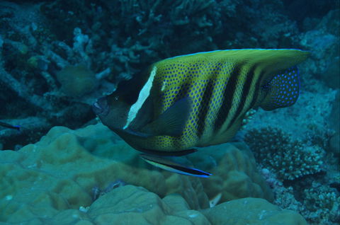 Frankland Islands Dive Site - Tweed Heads Accommodation 0