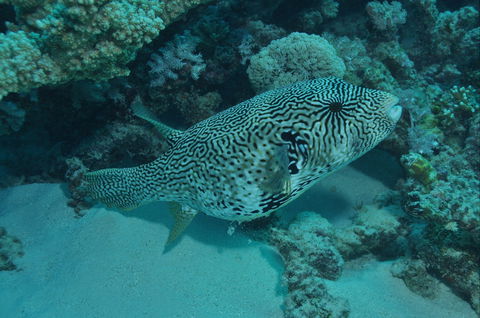 Frankland Islands Dive Site - Tweed Heads Accommodation 1