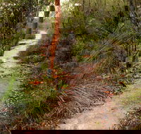 Great North walk - Brisbane Water National Park - Tweed Heads Accommodation