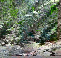 Lyrebird track - Tweed Heads Accommodation