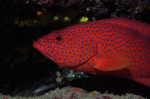 Maori Wrasse Bommie Dive Site - Tweed Heads Accommodation 0