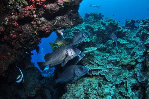 Maori Wrasse Bommie Dive Site - Tweed Heads Accommodation 1