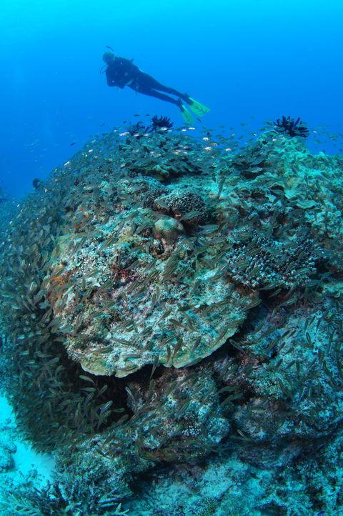 Maori Wrasse Bommie Dive Site - Tweed Heads Accommodation 2