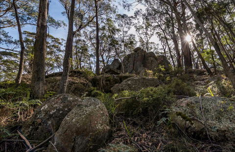 Pheasants Peak Walking Track - Tweed Heads Accommodation 0