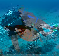 Second Reef Dive Site - Tweed Heads Accommodation