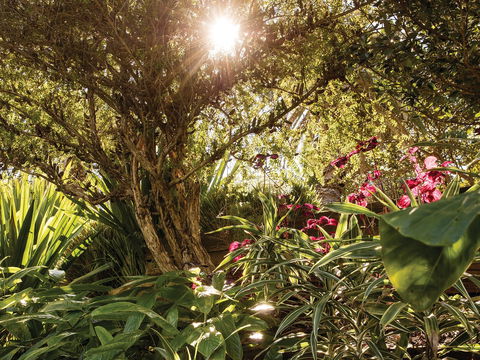 Wendy Whiteley's Secret Garden - Tweed Heads Accommodation 1