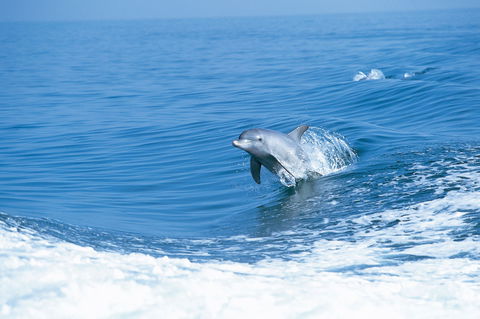 Wild Dolphin Watching - Tweed Heads Accommodation 0