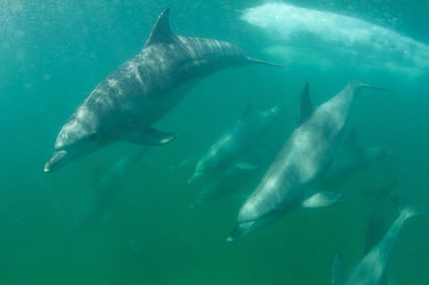 Wild Dolphin Watching - Tweed Heads Accommodation 1