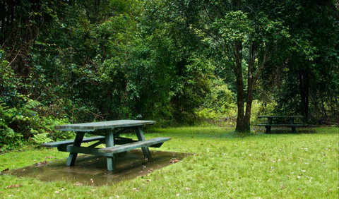 Williams River Picnic Area - Tweed Heads Accommodation 0