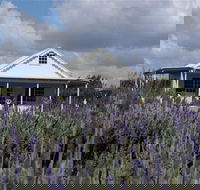 Amandine Lavender - Tweed Heads Accommodation