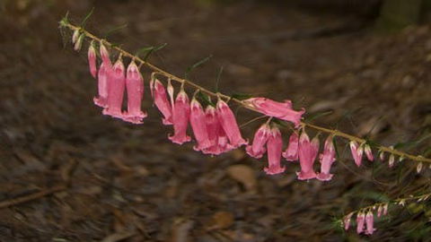 Belgrave - Tweed Heads Accommodation 0