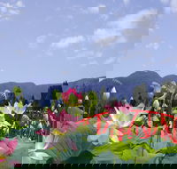 Blue Lotus Water Garden - Tweed Heads Accommodation