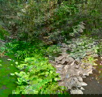 Brindle Creek Picnic Area - Tweed Heads Accommodation
