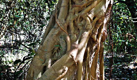Bundagaree Rainforest Walk - Tweed Heads Accommodation 0